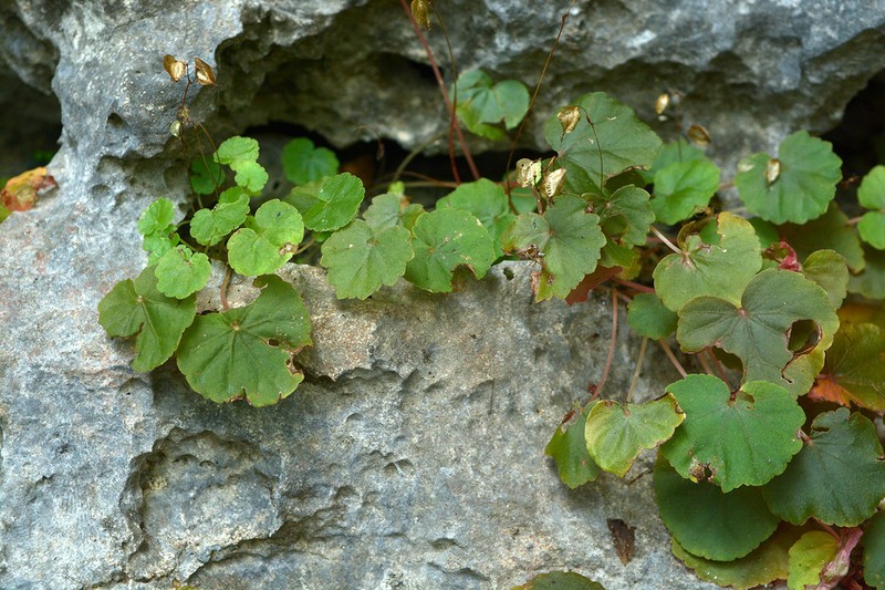 Begonia gregaria photo 3