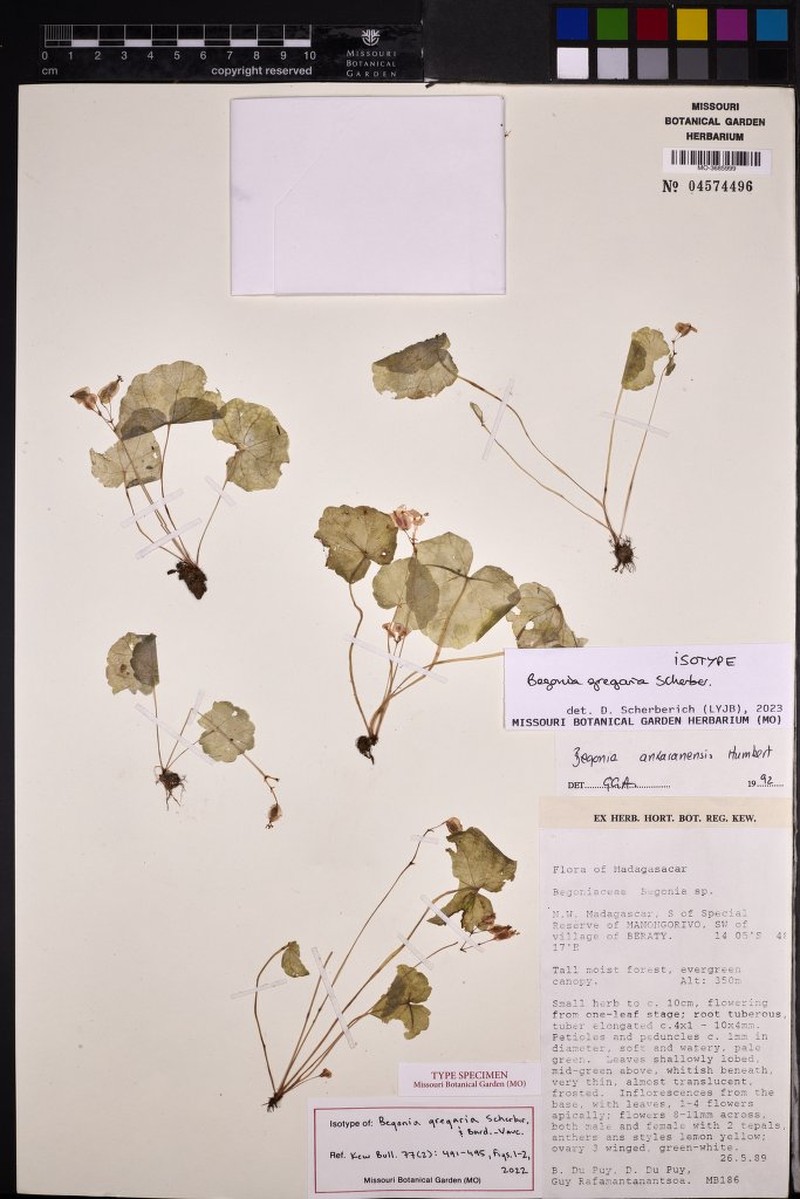 Begonia gregaria photo 4