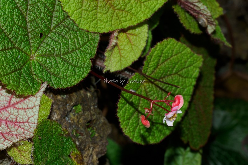 Begonia guangdongensis