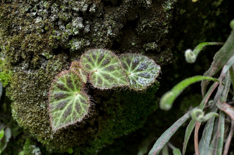 Begonia heliantha