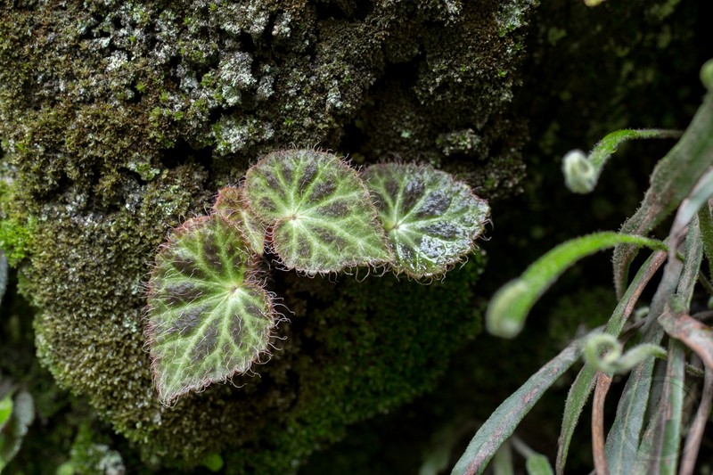 Begonia heliantha photo 2