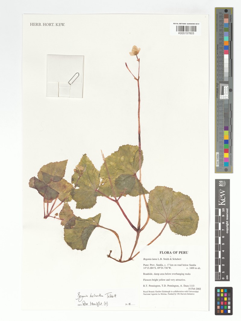 Begonia heliantha photo 3