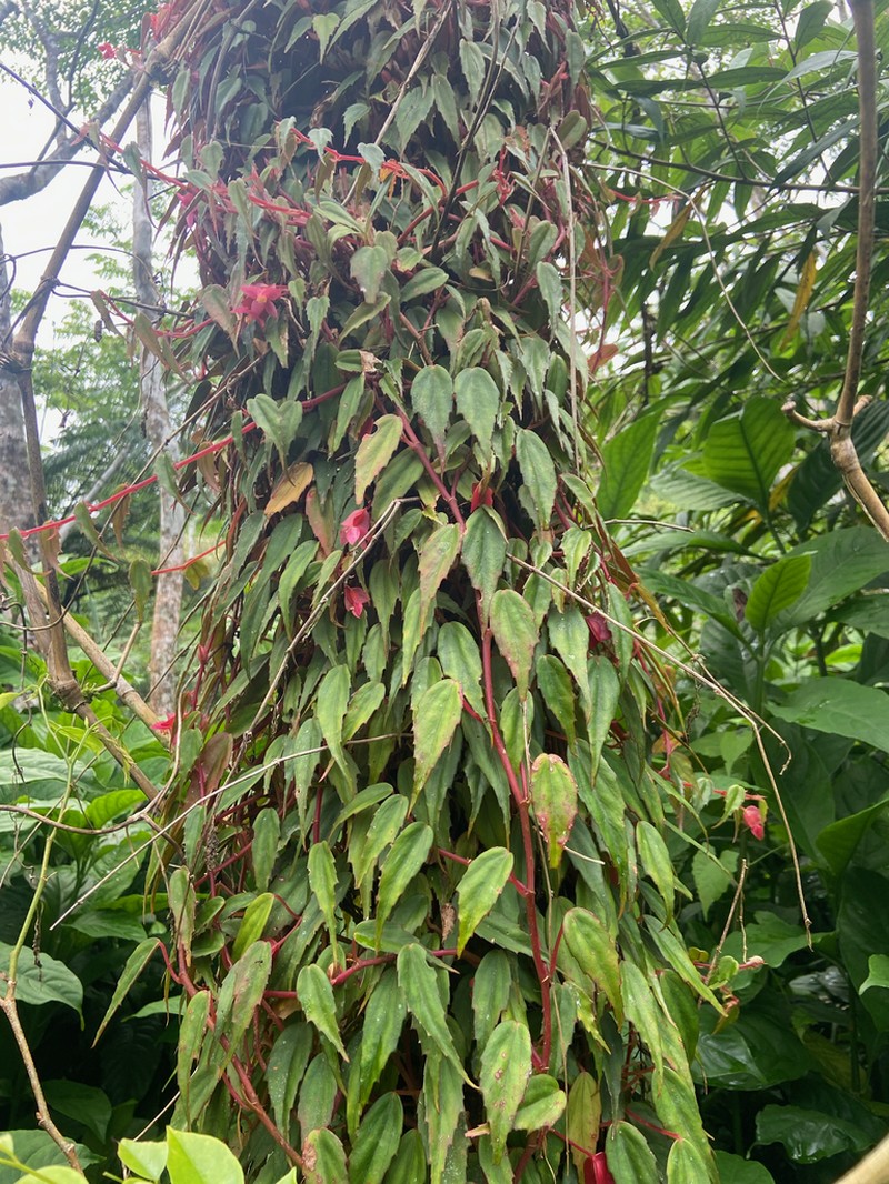 Begonia hemicardia