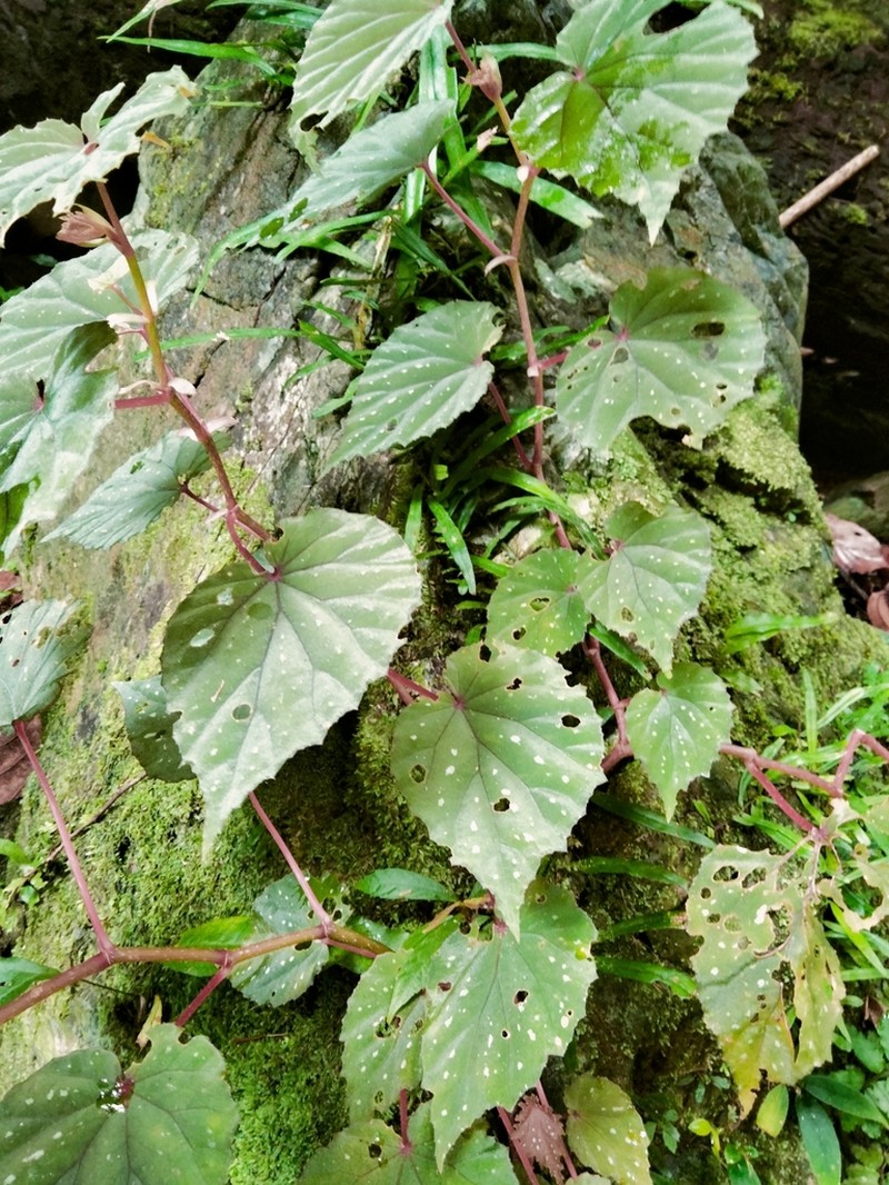 Begonia hemicardia photo 2