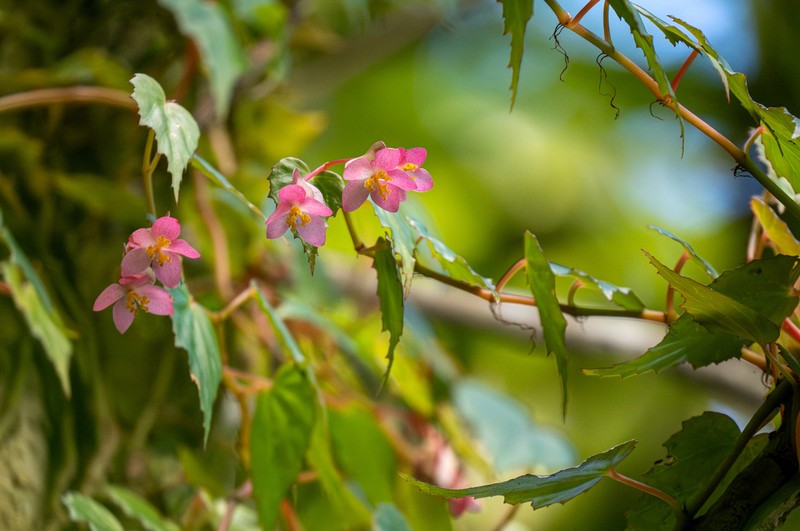 Begonia hemicardia photo 4