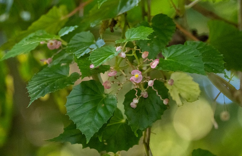 Begonia hemicardia photo 8