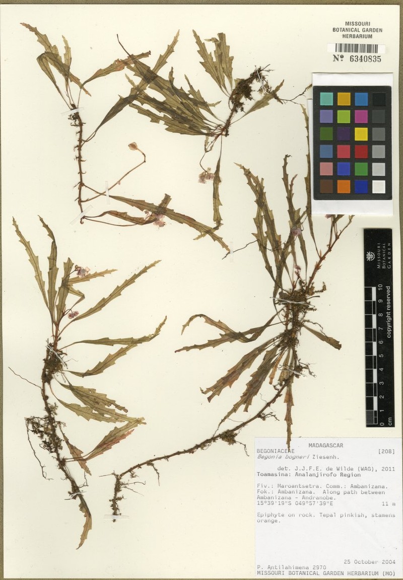 Begonia henrilaportei