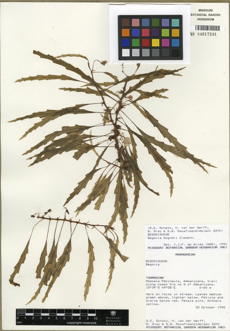 Begonia henrilaportei photo 2