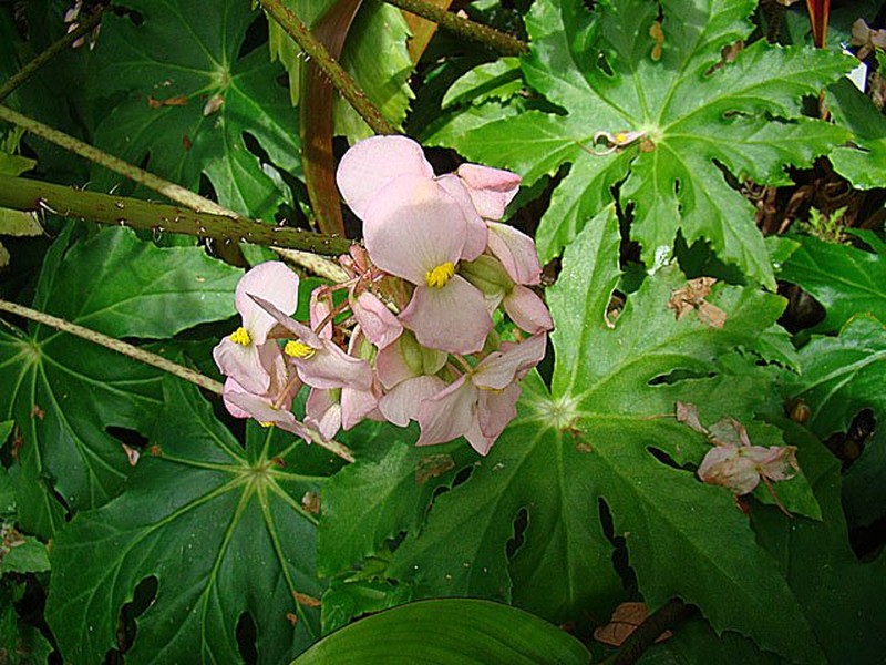 Starleaf Begonia photo 5