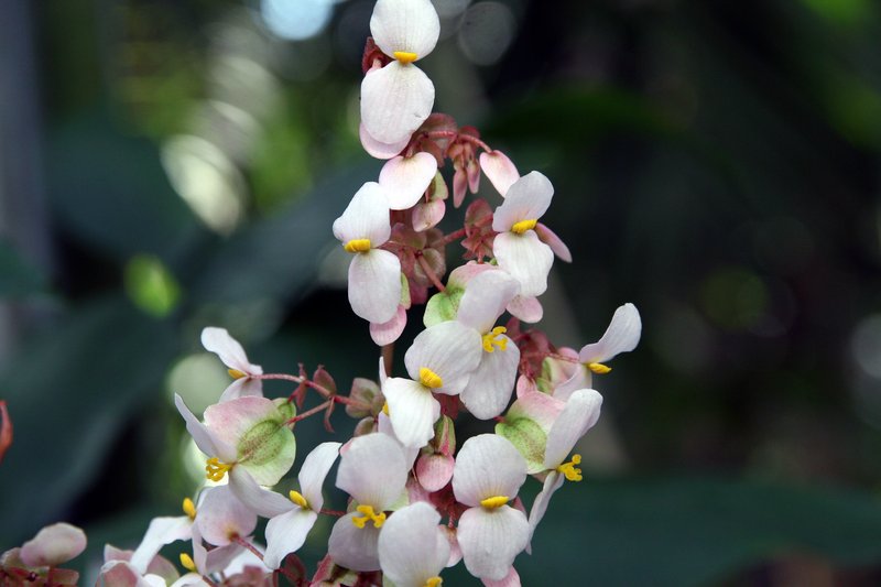 Starleaf Begonia photo 6