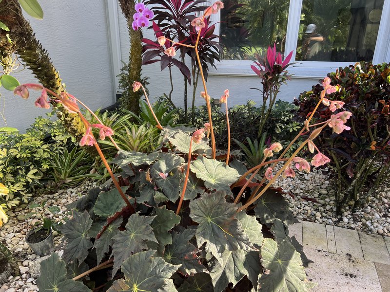 Starleaf Begonia photo 7