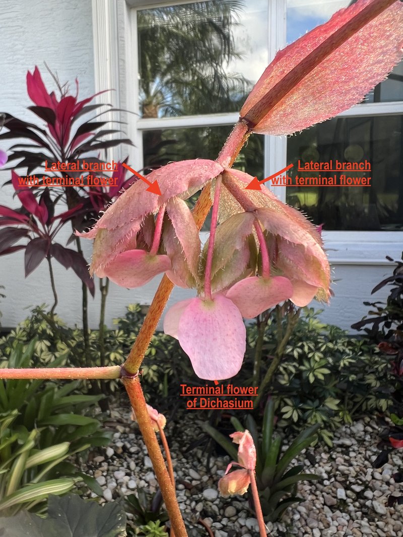 Starleaf Begonia photo 8