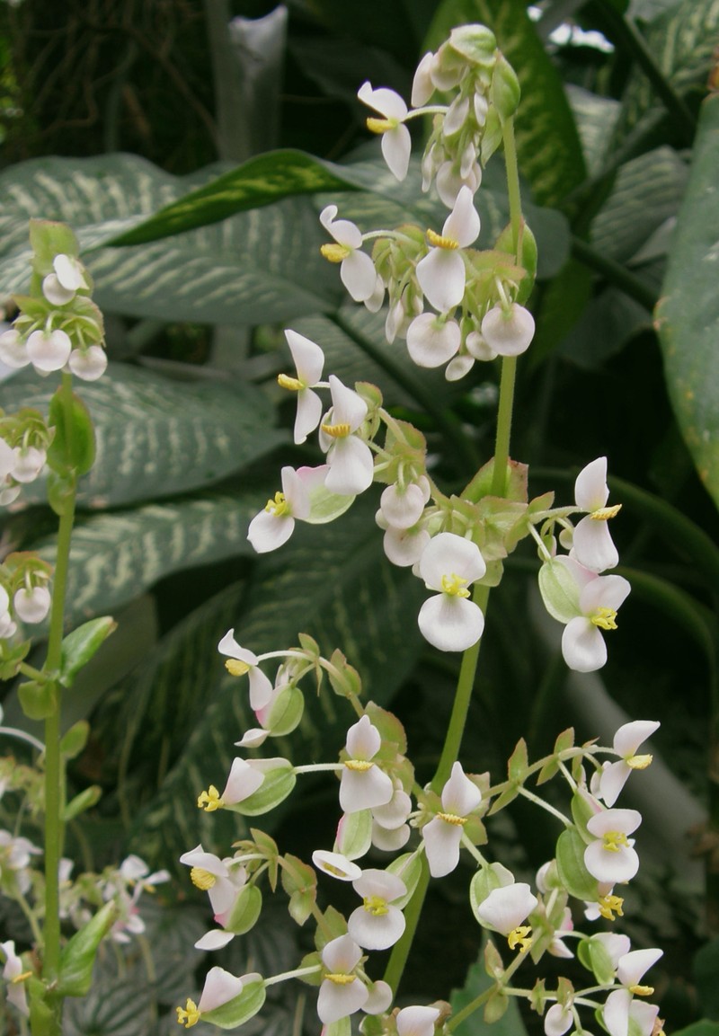 Starleaf Begonia photo 2