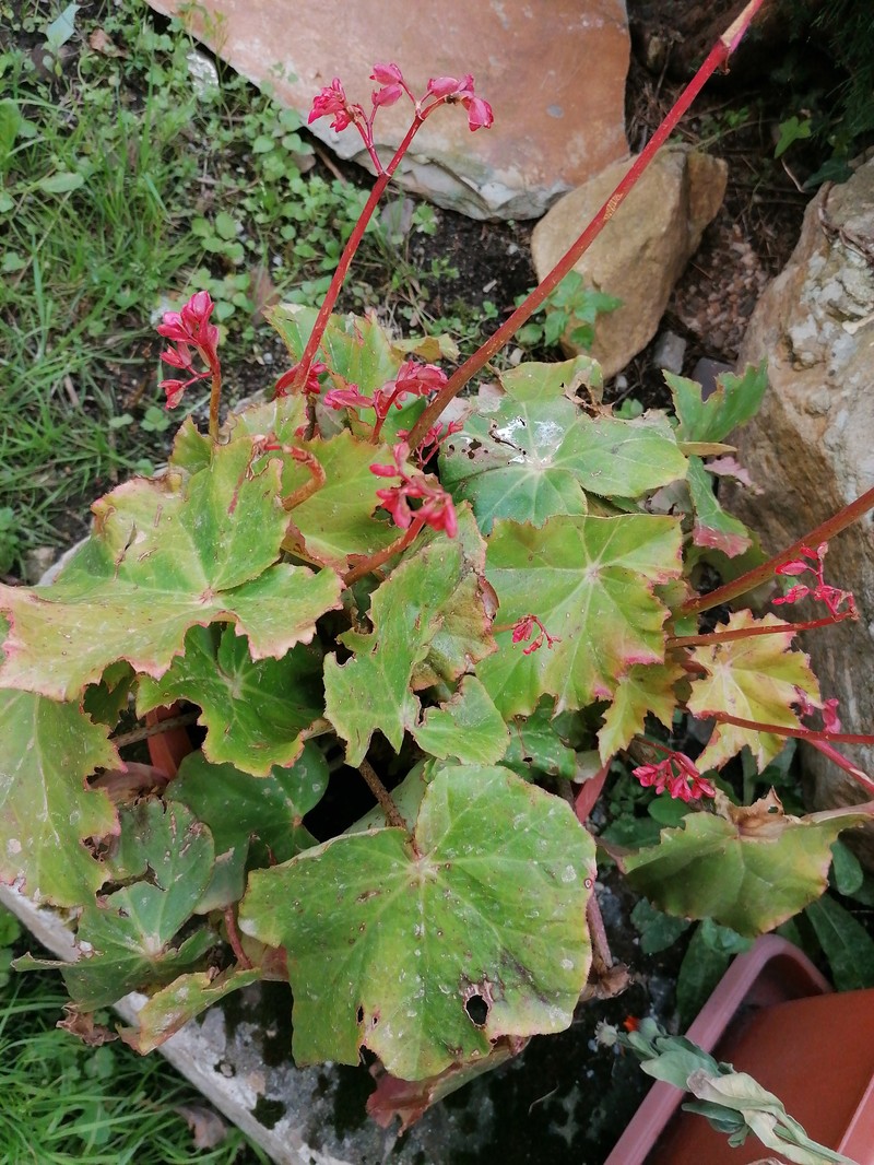 Starleaf Begonia photo 3
