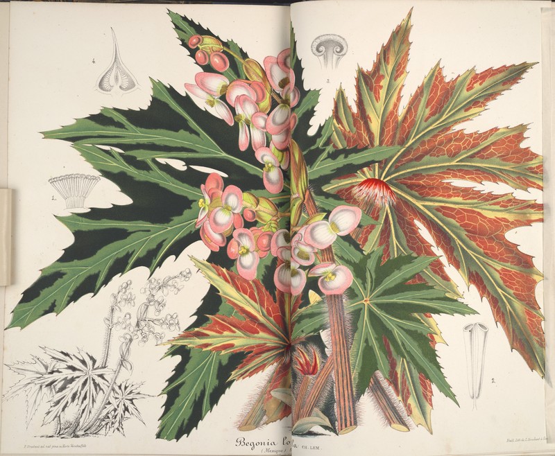 Starleaf Begonia photo 4