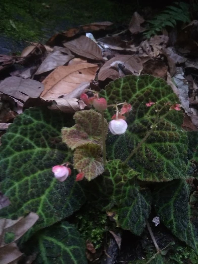 Begonia hijauvenia photo 3