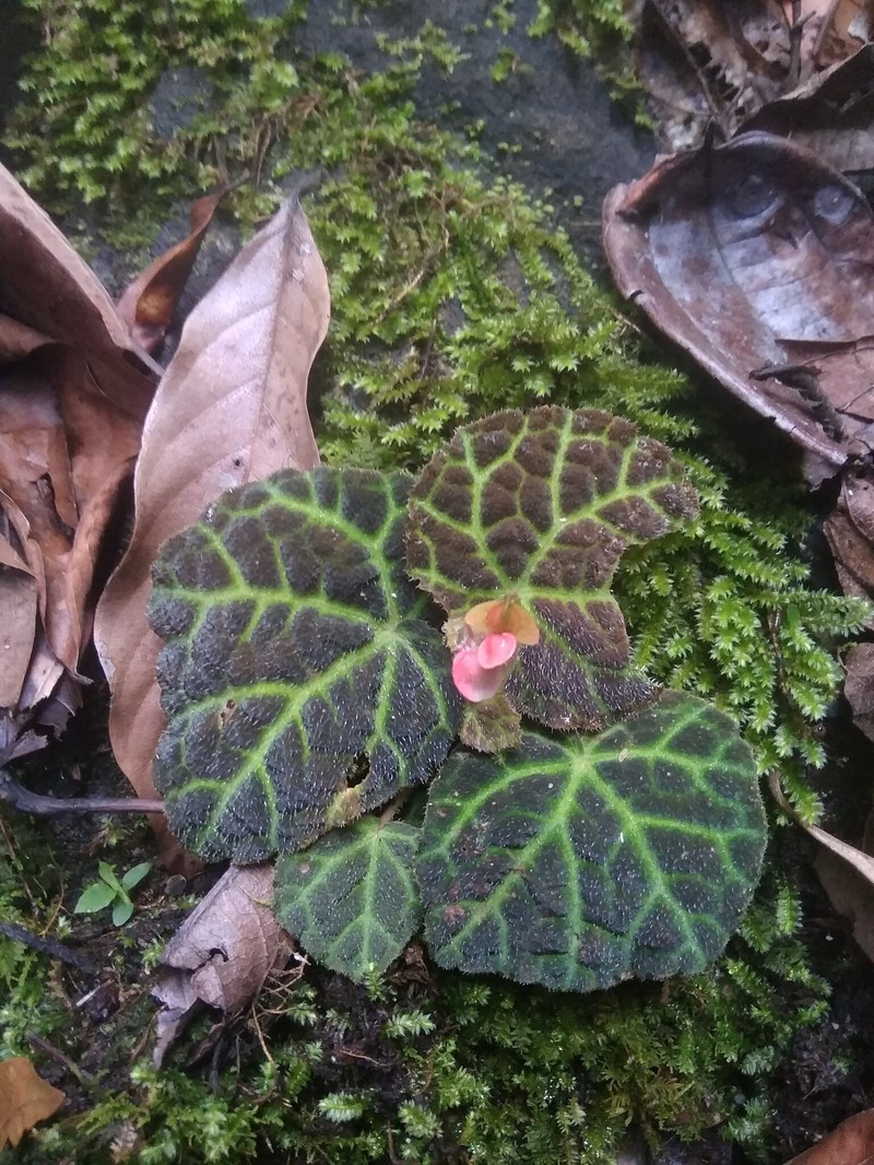 Begonia hijauvenia photo 4