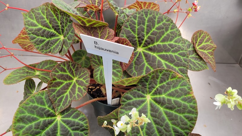 Begonia hijauvenia