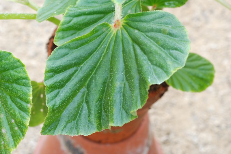 Brazilian Begonia photo 4