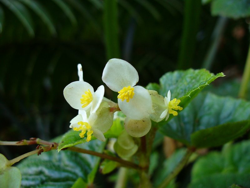 Brazilian Begonia photo 7