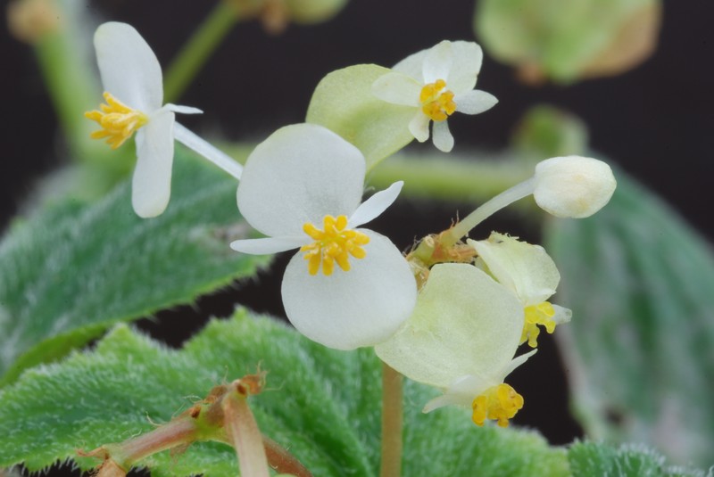 Brazilian Begonia photo 2