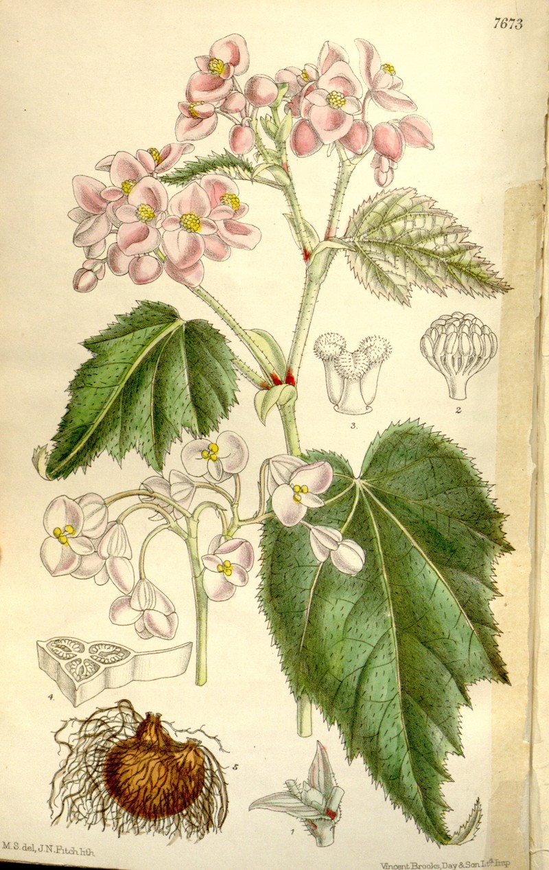 Begonia holostyla