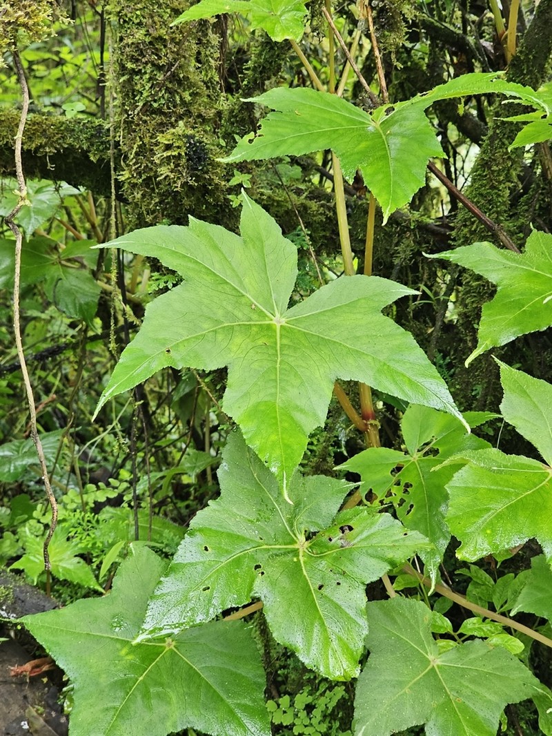 Begonia huancabambae
