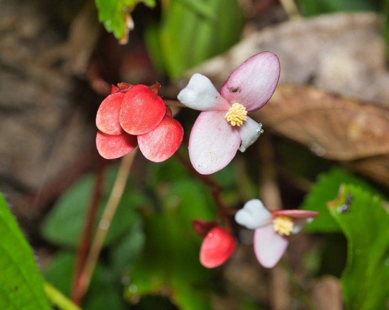 Begonia hughesii photo 2