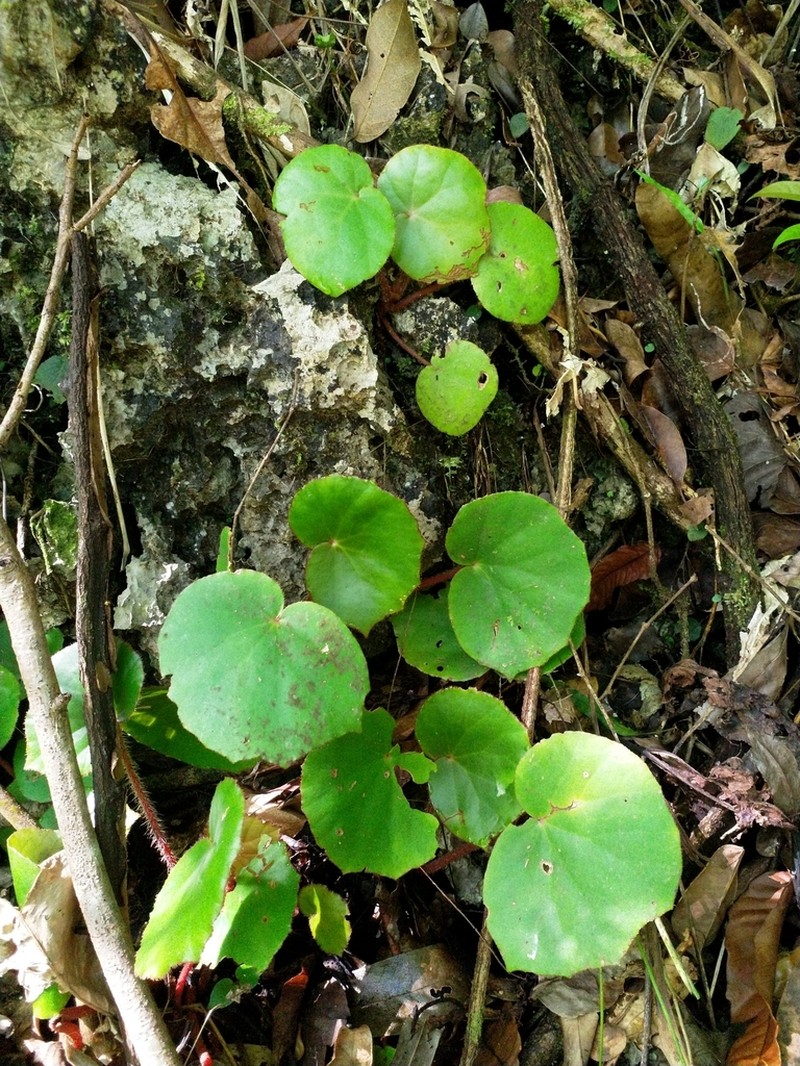 Begonia hughesii photo 3