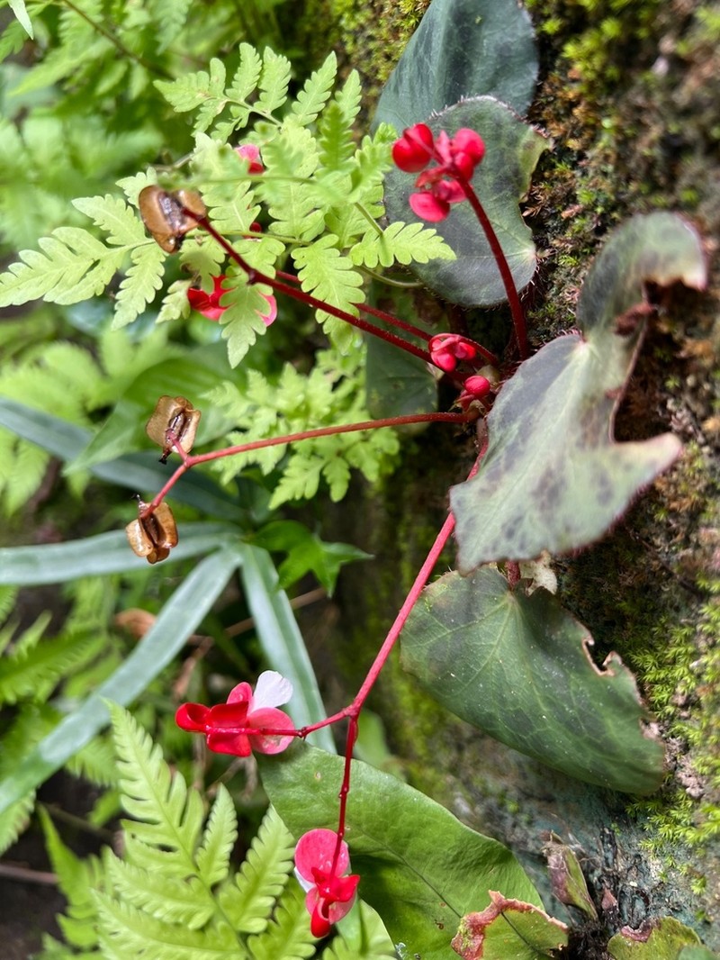 Begonia hughesii photo 4