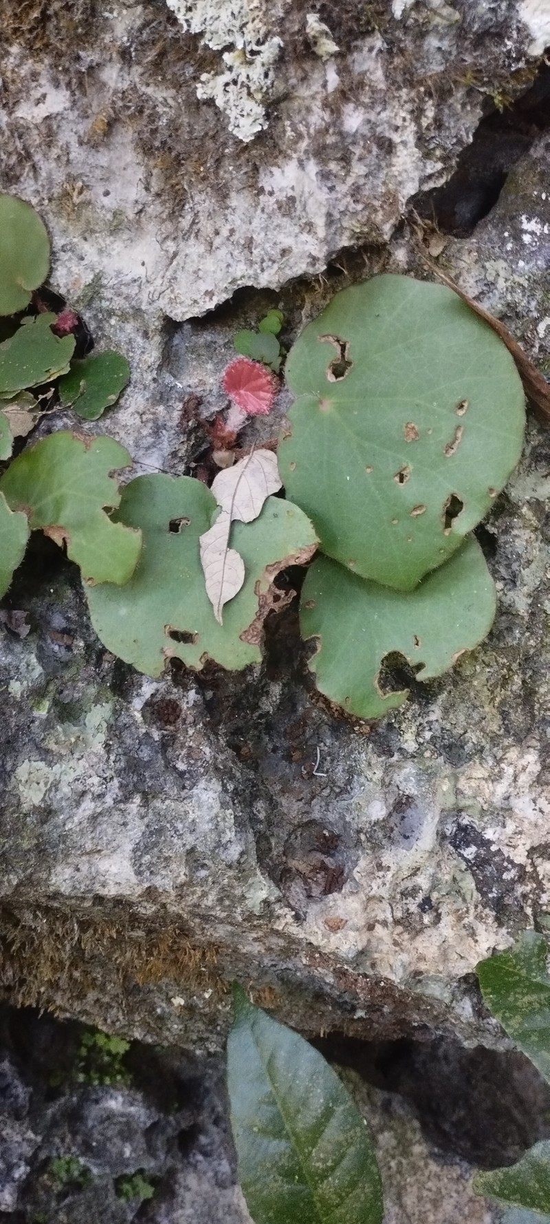 Begonia hughesii photo 6