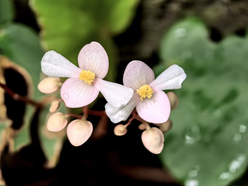 Begonia hughesii photo 7