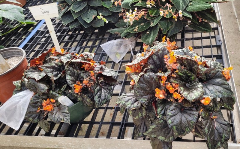 Begonia ignita