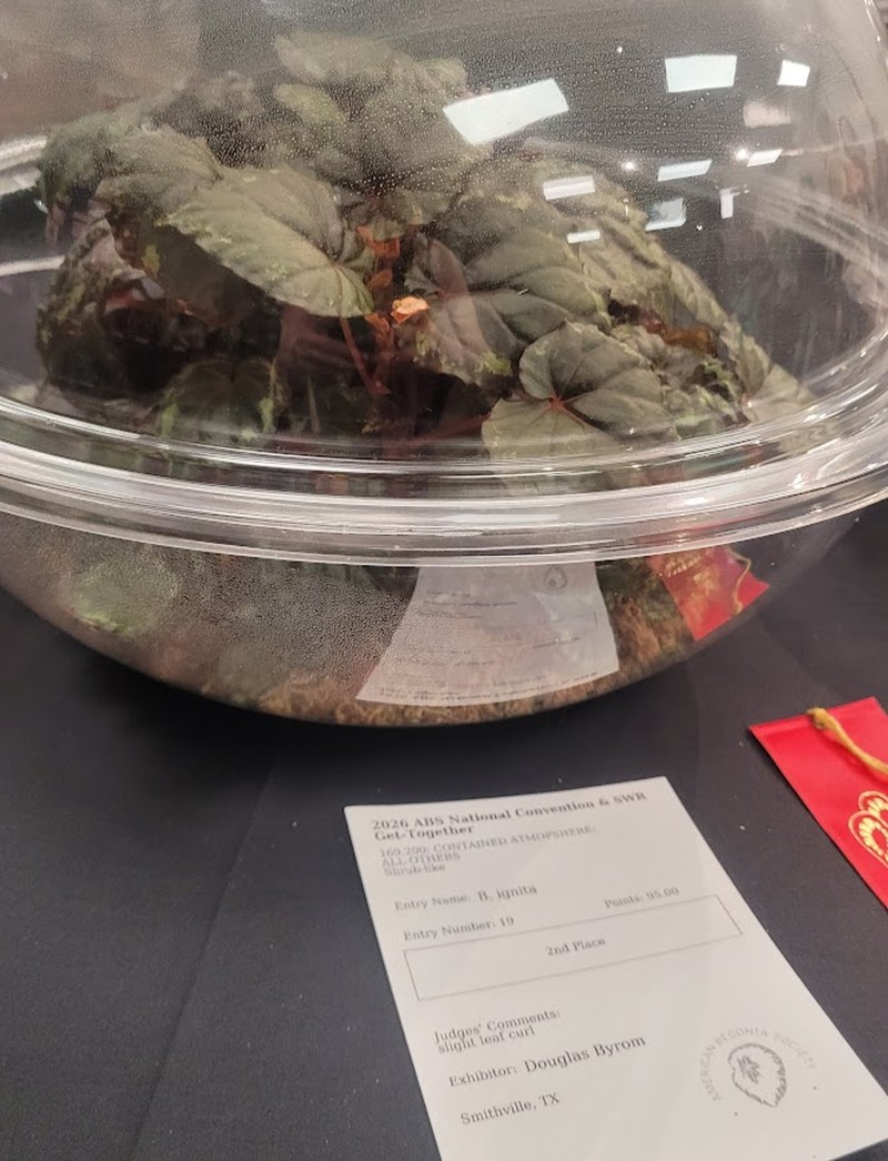 Begonia ignita photo 2