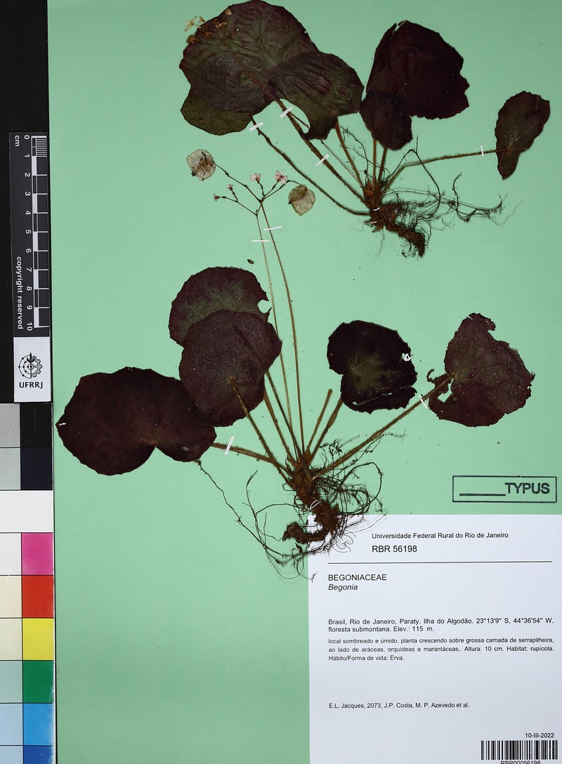 Begonia inumbrata