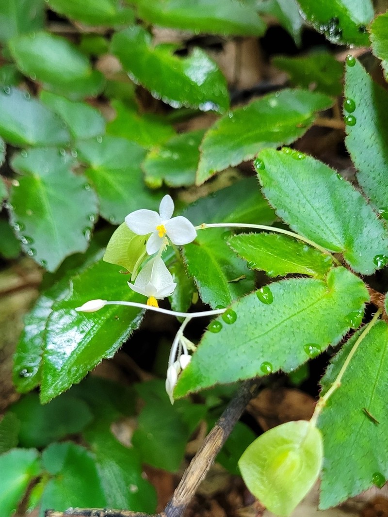 Begonia jaguarensis