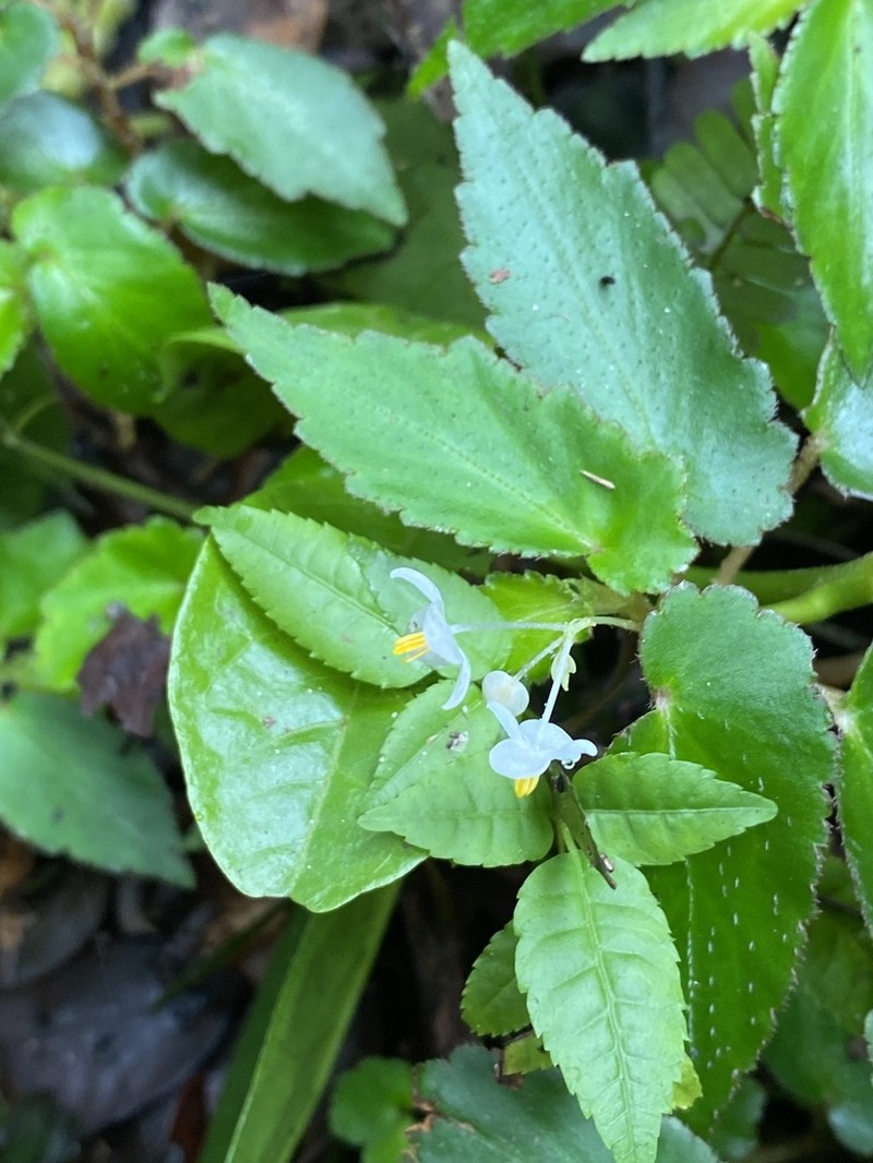 Begonia jaguarensis photo 2