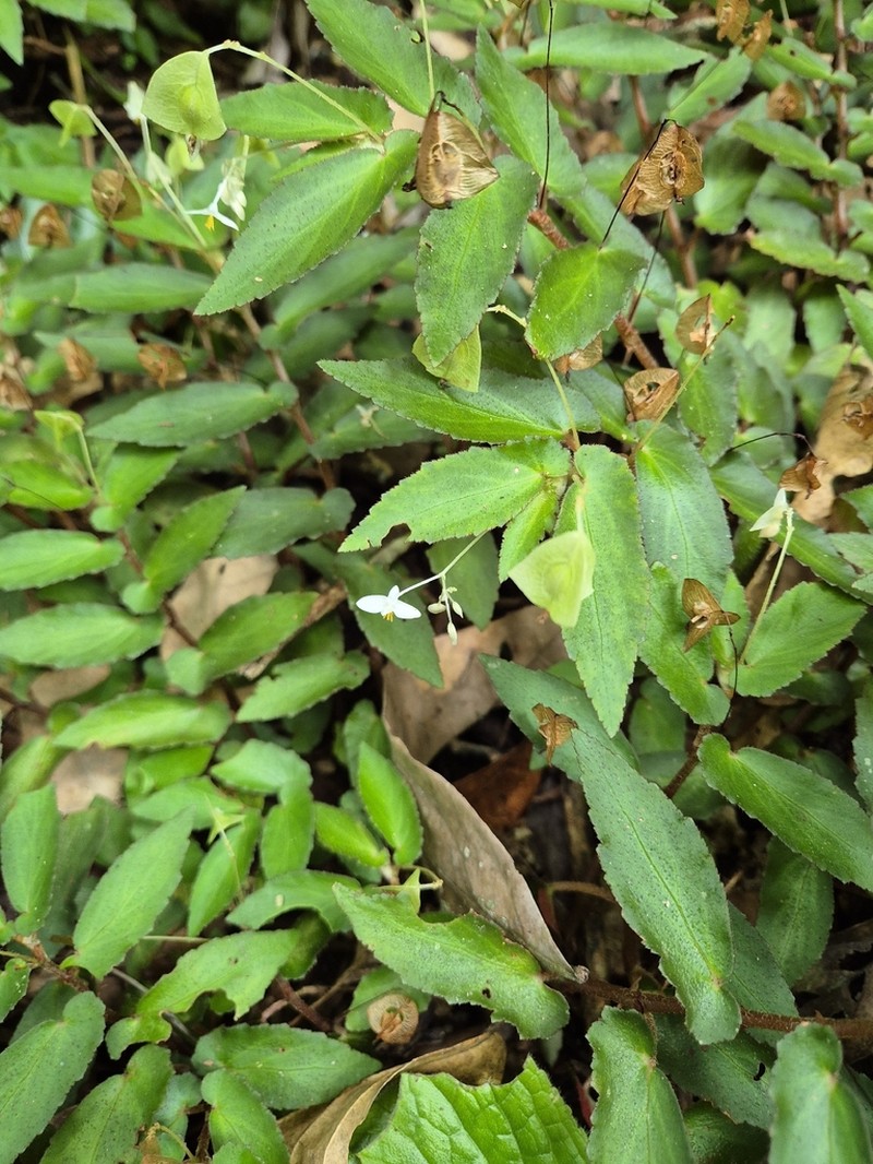 Begonia jaguarensis photo 3