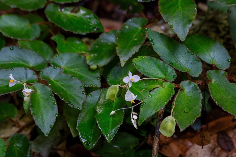 Begonia jaguarensis photo 4