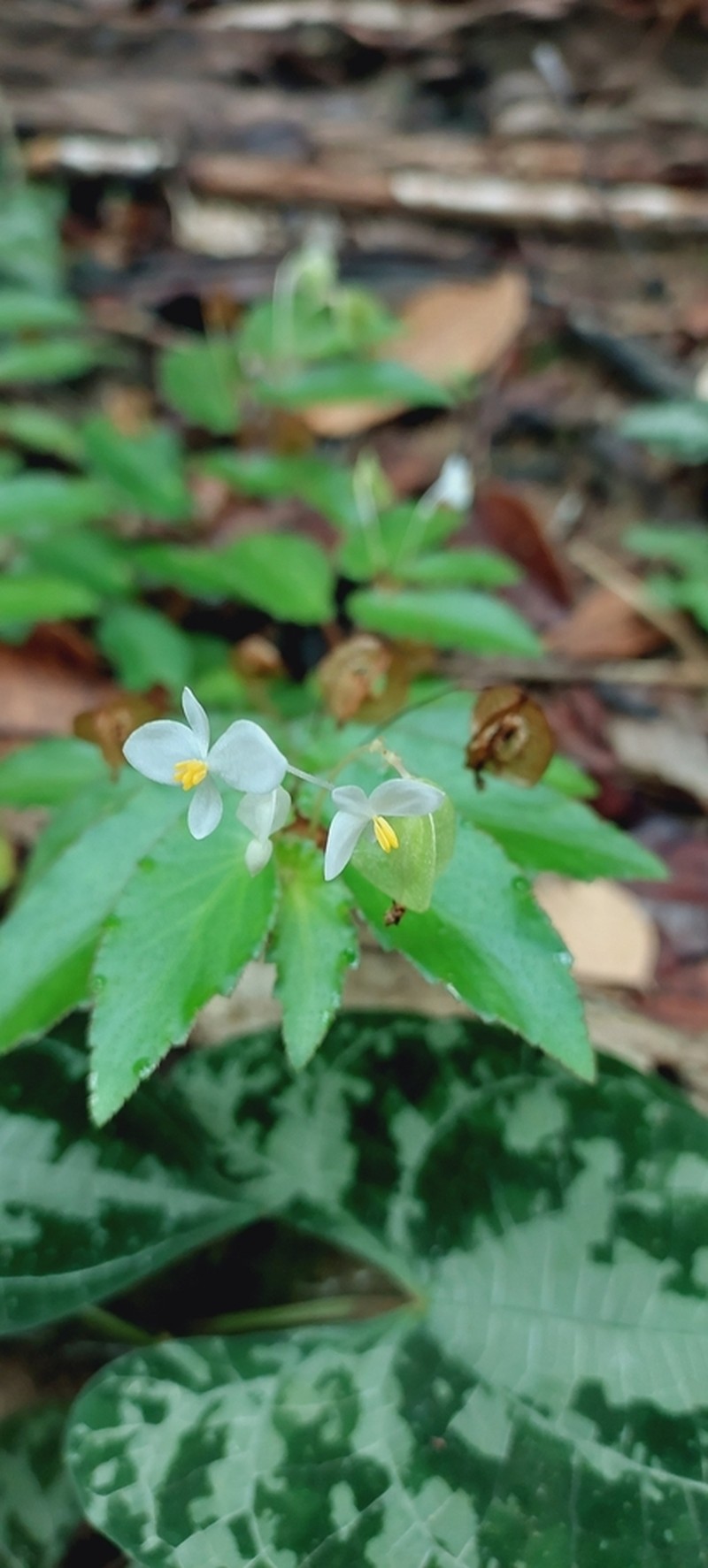 Begonia jaguarensis photo 6