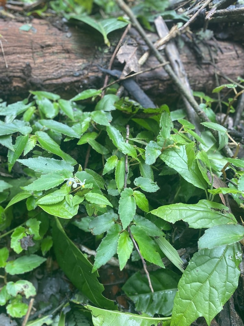Begonia jaguarensis photo 7