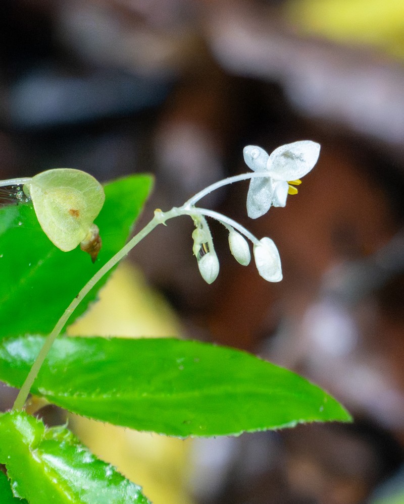 Begonia jaguarensis photo 8