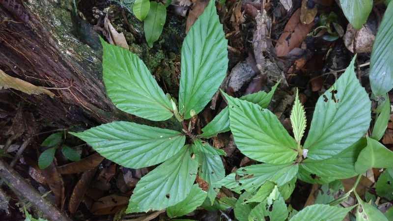 Begonia jamiliana
