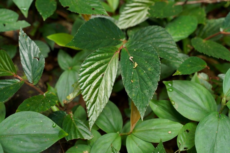 Begonia jamiliana photo 2