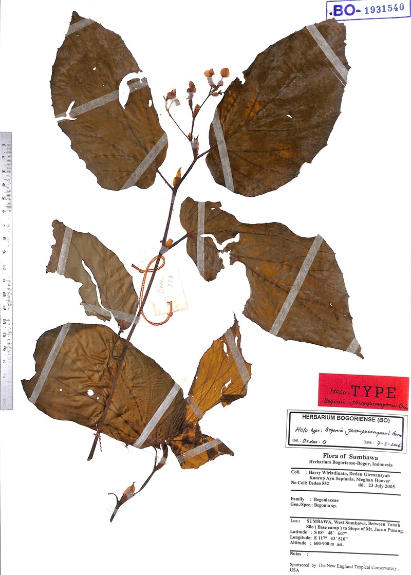 Begonia jaranpusangensis