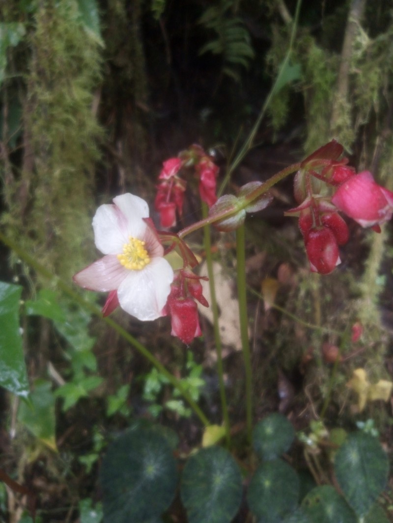 Begonia jocotocoi