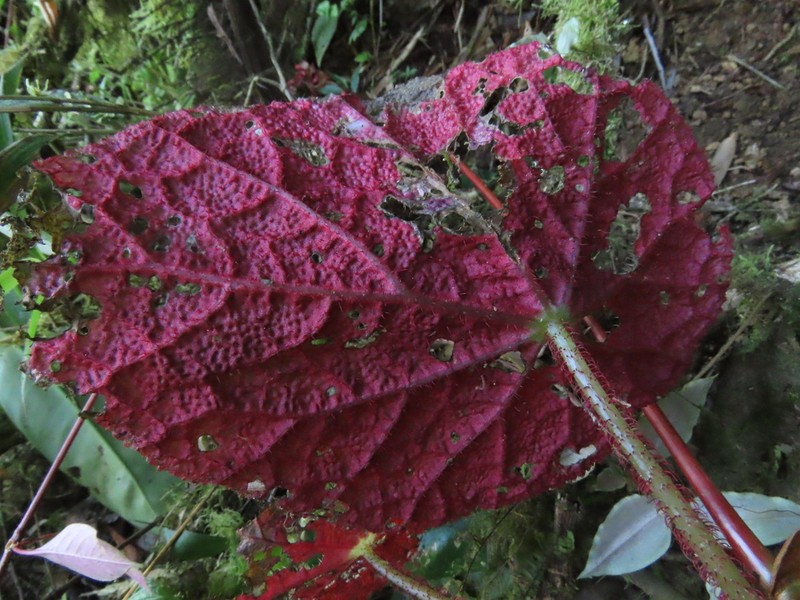 Begonia jocotocoi photo 2