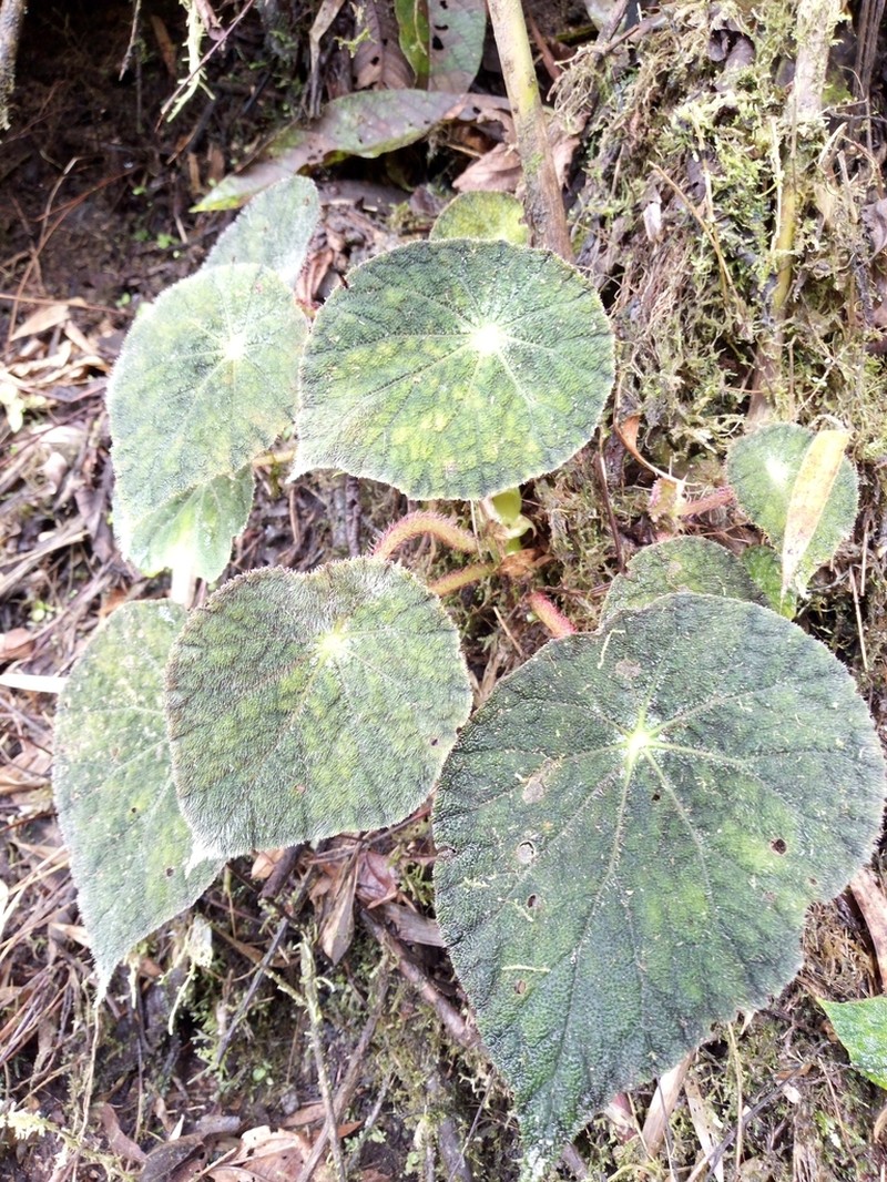 Begonia jocotocoi photo 3