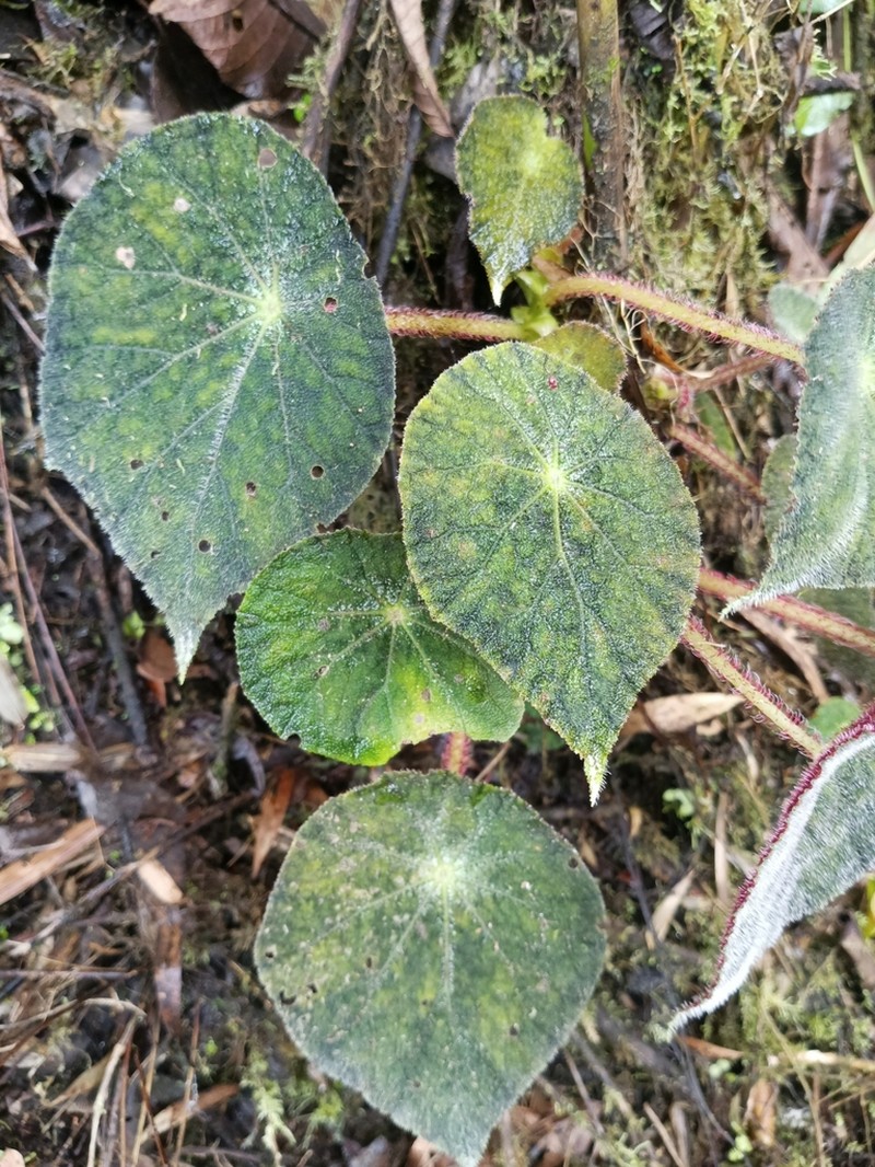 Begonia jocotocoi photo 4