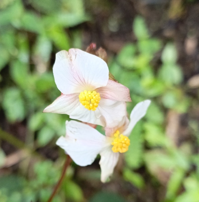 Begonia jocotocoi photo 5